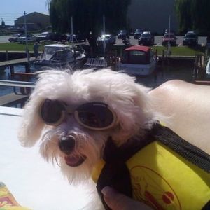 Meet your Posher, Bogard